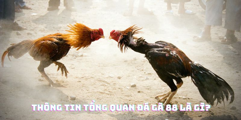 Thông tin tổng quan Daga88 là gì?